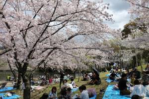 ساکورا: بهشت ژاپنی