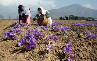 چین واردات زعفران ایرانی را ممنوع کرد!