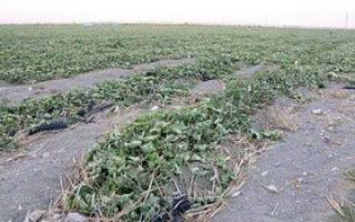 درخواست ۶۰ میلیارد تومان برای جبران خسارت کشاورزی مناطق زلزله زده کرمانشاه