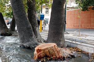 آیا درختان شهر تهران دچار سرطان قارچ رنگی شده اند؟
