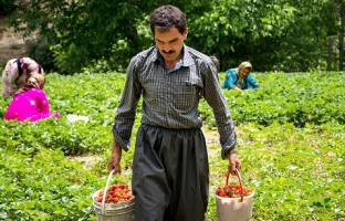 معیشت چند نفر در کردستان به توت فرنگی وابسته است؟