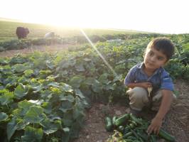 چرا کشاورزان کردستانی محصولات خیارشان را دور می ریزند؟