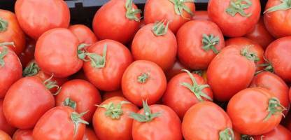خرید حمایتی گوجه فرنگی با نرخ 1150 تومان