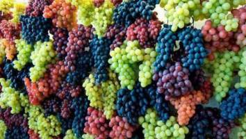 برداشت سالانه 115 هزار تن انگور از باغات انگور کردستان