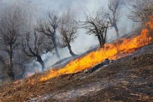 خطر آتش سوزی در کمین جنگل‌های بلوط زاگرس